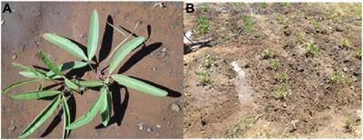 Bambara Groundnut Rhizobacteria Antimicrobial and Biofertilization Potential